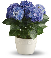 Happy Hydrangea - Blue from In Full Bloom in Farmingdale, NY
